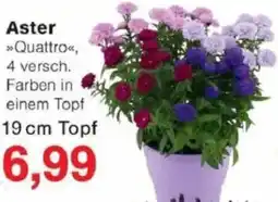 Jawoll Aster Angebot