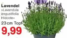 Jawoll Lavendel Angebot