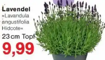 Jawoll Lavendel Angebot