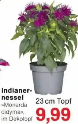 Jawoll Indianernessel Angebot