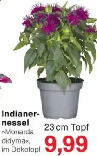 Jawoll Indianernessel Angebot