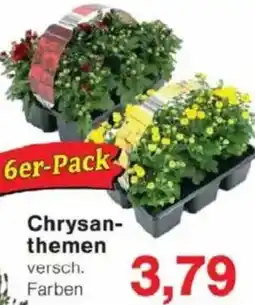 Jawoll Chrysanthemen Angebot