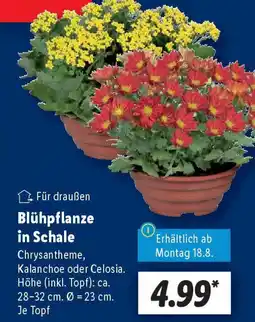 Lidl Blühpflanze in Schale Angebot