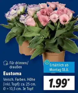 Lidl Eustoma Angebot