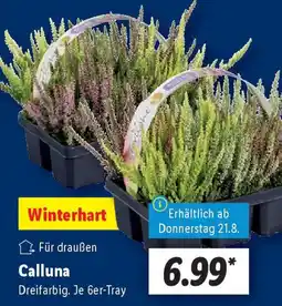 Lidl Calluna Angebot