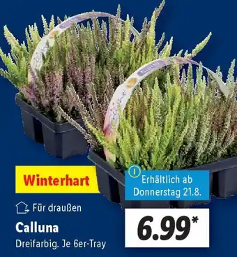Lidl Calluna Angebot