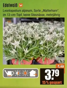 V Baumarkt Edelweiß Angebot