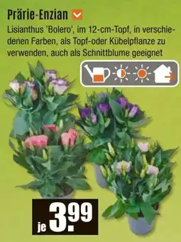 V Baumarkt Prärie-Enzian Angebot