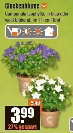 V Baumarkt Glockenblume Angebot