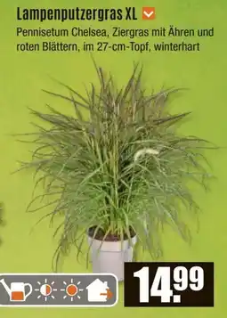 V Baumarkt Lampenputzergras XL Angebot