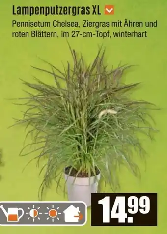 V Baumarkt Lampenputzergras XL Angebot