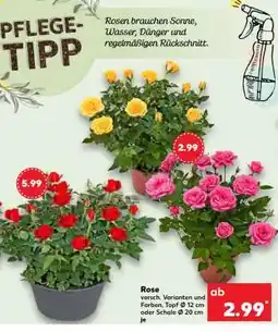 Kaufland Rose Angebot