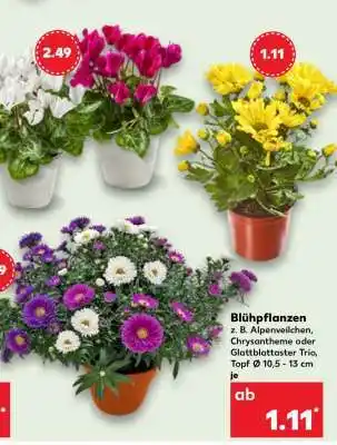Kaufland Blühpflanzen Angebot