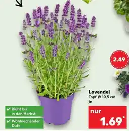 Kaufland Lavendel Angebot