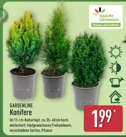 Aldi Nord GARDENLINE Konifere Angebot