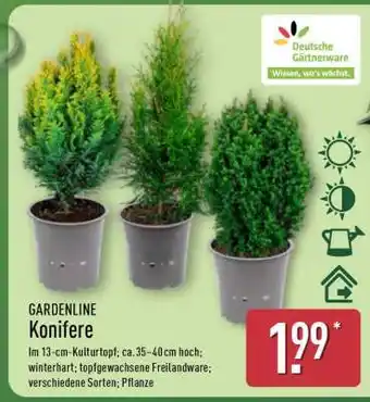 Aldi Nord GARDENLINE Konifere Angebot