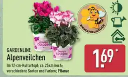 Aldi Nord GARDENLINE Alpenveilchen Angebot