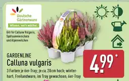 Aldi Nord GARDENLINE Calluna vulgaris Angebot