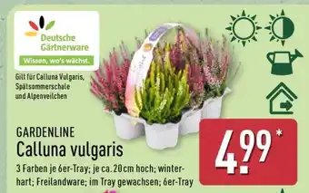 Aldi Nord GARDENLINE Calluna vulgaris Angebot