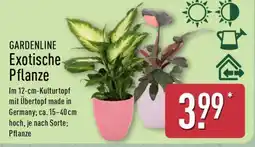 Aldi Nord GARDENLINE Exotische Pflanze Angebot
