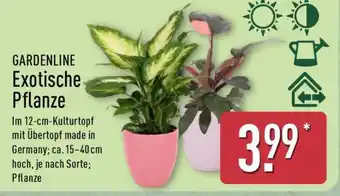 Aldi Nord GARDENLINE Exotische Pflanze Angebot