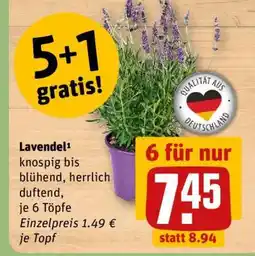 REWE Lavendel Angebot