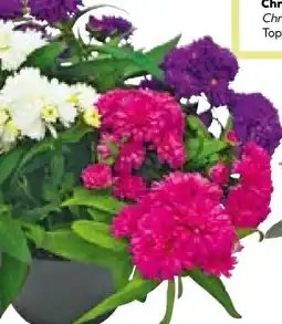 BayWa Herbstaster Trio Angebot