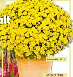 BayWa Chrysanthemen Büsche Angebot