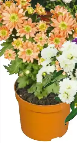 BayWa Chrysantheme Angebot