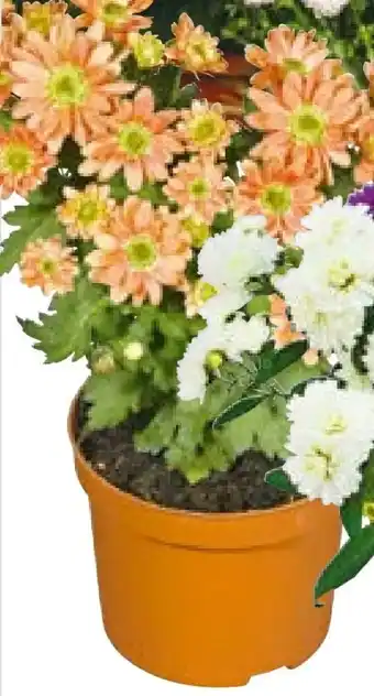 BayWa Chrysantheme Angebot
