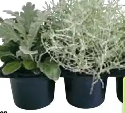 BayWa Herbstpflanzen Silberner Herbst Angebot