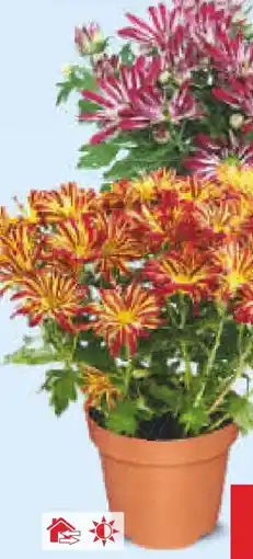 Netto Marken-Discount Zweifarbige Chrysanthemen Angebot