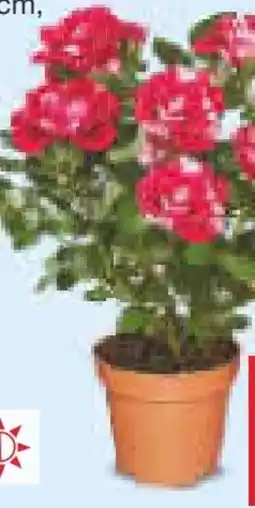 Netto Marken-Discount Zweifarbige Rosen Angebot