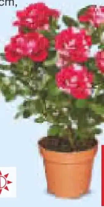 Netto Marken-Discount Zweifarbige Rosen Angebot