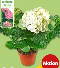 PENNY Hortensie Angebot