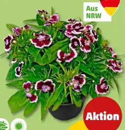 PENNY Bartnelken Angebot