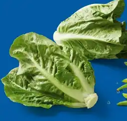 Lidl Mini-Romana-Salat Angebot