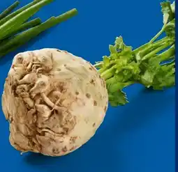 Lidl Knollensellerie Angebot