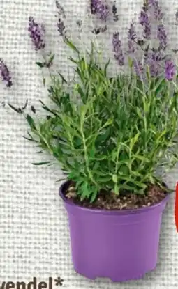 nahkauf Lavendel Angebot