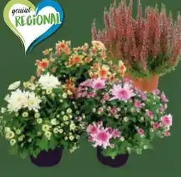 E-Center Calluna Beauty Lady Angebot
