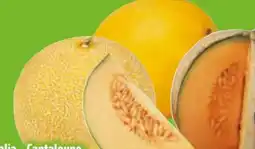Edeka Galia Melone Angebot