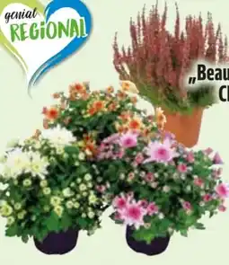 Edeka Calluna Beauty Lady Angebot