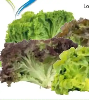 Edeka Salatspezialitäten Angebot