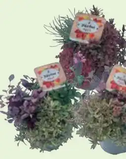 Edeka Herbstpflanzen Trio Angebot