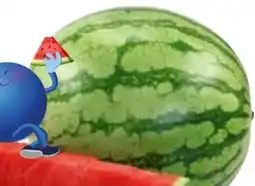Edeka Bio-Mini-Wassermelone Angebot