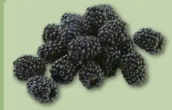 REWE Center Rewe Regional Brombeeren Angebot
