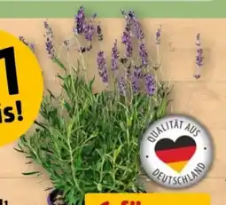 REWE Center Lavendel Angebot