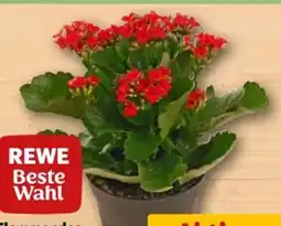 REWE Center Rewe Beste Wahl Flammendes Käthchen Angebot