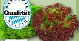 REWE Center Rewe Regional Bunte Salate Angebot