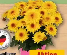 REWE Center Chrysantheme Suntaste Angebot